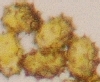 Pollen