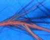 Crystallized Saliva