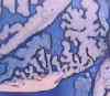 Saliva