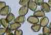 Pollen spores