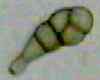Animal from vase water