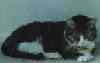 Weasel Kitty